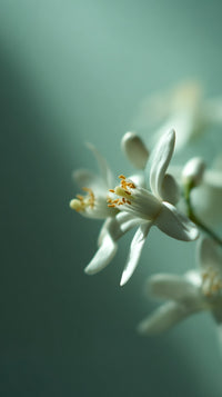 Tuberose