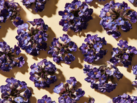 Heliotrope
