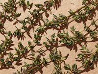 Thyme